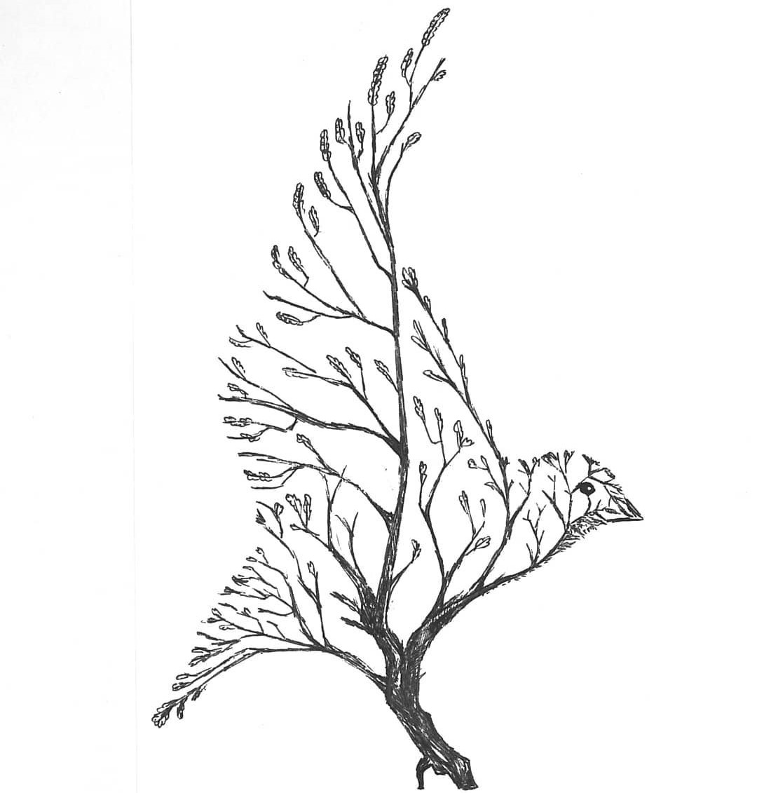 Dibujos
